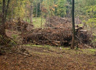 Cut dry twigs with leaves and larger branches in the forest