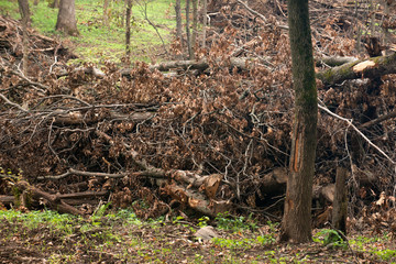 Cut dry twigs with leaves and larger branches in the forest