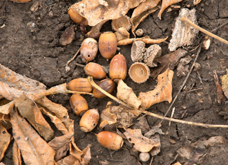 Bunch of acorns on fall oak leaves during warm sunny day