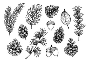 Hand drawn vector illustrations - Forest Autumn collection. Spruce branches, acorns, pine cones, fall leaves. Design elements for invitations, greeting cards, quotes, blogs, posters, prints - obrazy, fototapety, plakaty