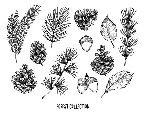 Hand drawn vector illustrations - Forest Autumn collection. Spruce branches, acorns, pine cones, fall leaves. Design elements for invitations, greeting cards, quotes, blogs, posters, prints