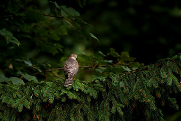 northern goshawk,accipiter gentilis, Slovakia