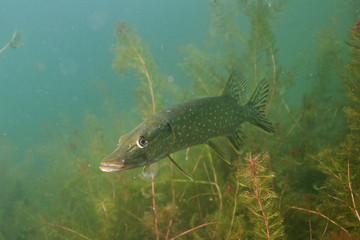 northern pike, esox lucius, czech dive