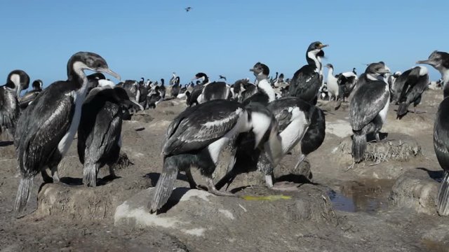 King Cormorant Colony, Falkland Islands