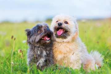 Portrait of two Havanese hybrid dogs