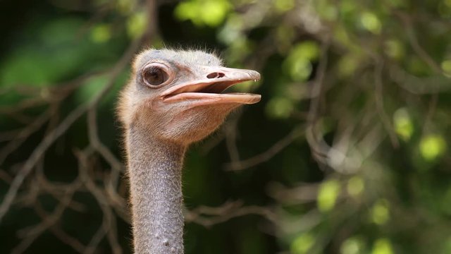 Close up shot of ostrich head at the ostrich farm.
