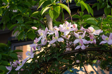 庭の花