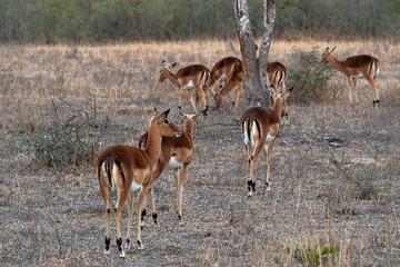 Antelopes in the Kruger National Park, South Africa