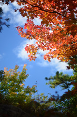 Vibrant fall colors in New England - 173127647