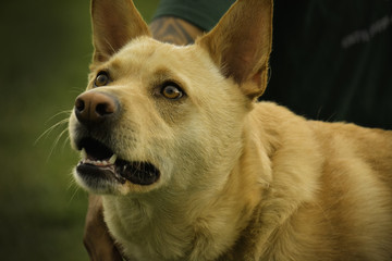 In The Dog Park