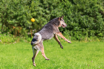 Australian cattledog jumps for a ball