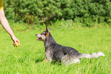 Man plays with an Australian cattledog
