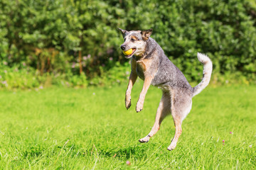 Australian cattledog jumps for a ball