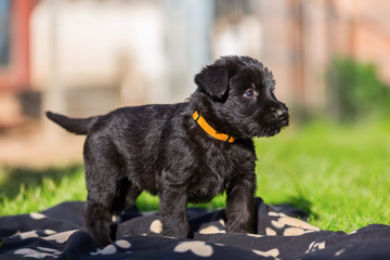 Portrait of a schnauzer puppy