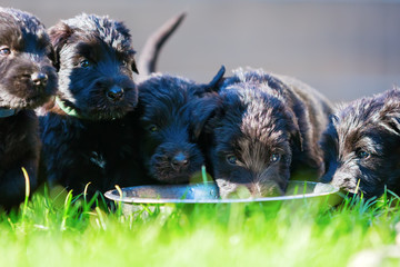 Litter of schnauzer puppies at the feeding bowl