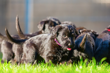 Cute schnauzer puppies playing on the lawn