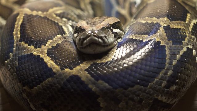 Thai python snake, head close up.
