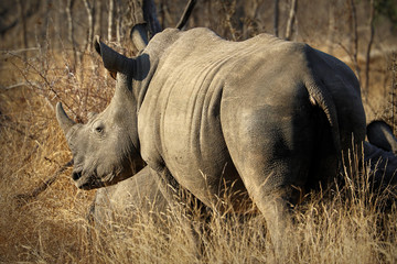 White rhino / rhinoceros, showing off his huge horn. South Africa