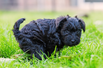 Schnauzer puppy defecates in the grass