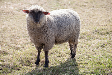 a sheep standing in farm