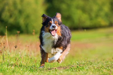 Australian Shepherd dog runs outdoors