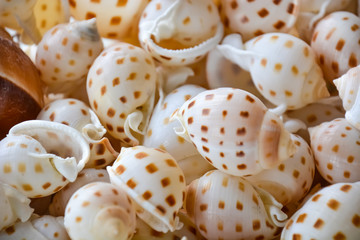 shells