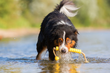 Australian Shepherd dog retrieves a toy from water
