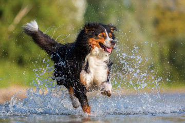 Australian Shepherd dog runs through the water