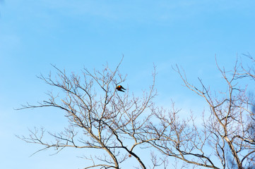 Pair of lorikeets in winter tree