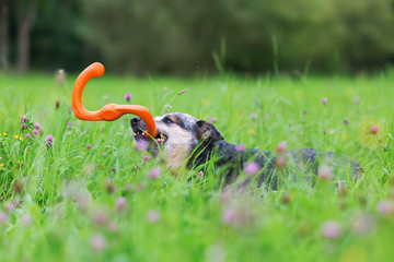 Portrait of an Australian cattledog with a toy