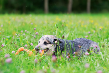 Portrait of an Australian cattledog with a toy