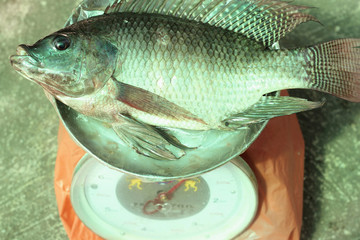 raw nile tilapia fish