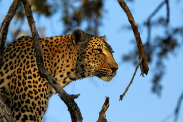 Portrait of a leopard (Panthera pardus), Kruger National Park, South Africa - obrazy, fototapety, plakaty