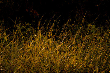 Popham Grasses