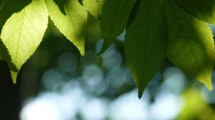 木漏れ日を受ける木の葉