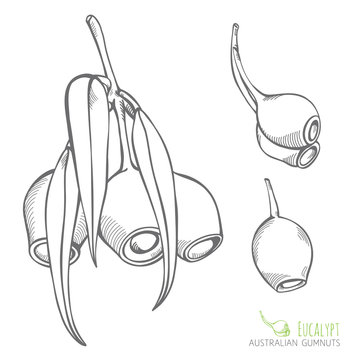 Australian Gumnut Eucalypt Branches and seed pods Vector