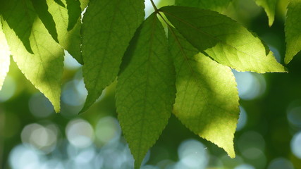 木漏れ日と葉　クローズアップ