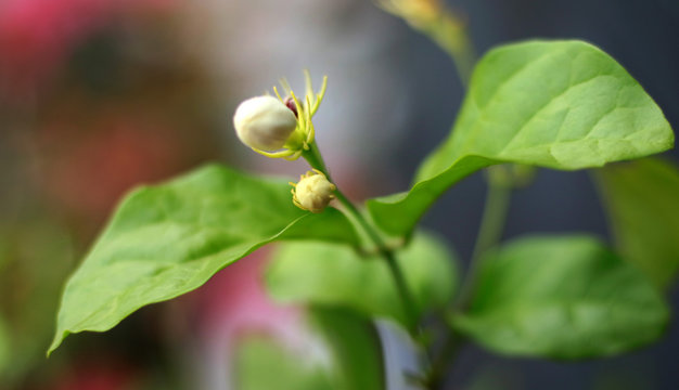 Jasmine flower buds at tree in Indonesia.
