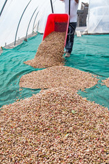 Pistachio harvest season: heaps of pistachios laid on the net of a greenhouse and waiting to be spread out for the sun drying process, Bronte, Sicily