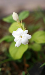 Jasmine flower at tree in Indonesia.