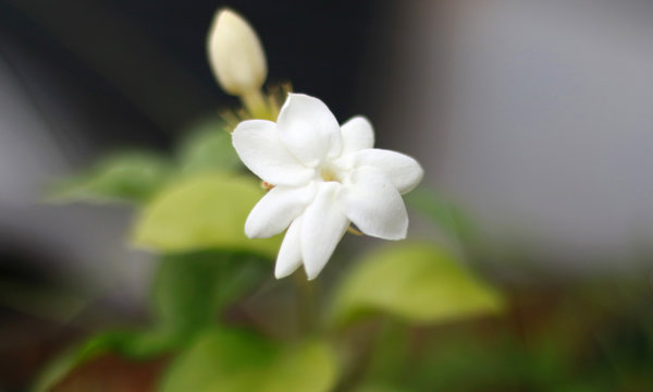 Jasmine flower at tree in Indonesia.