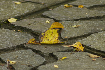 公園の石畳と落ち葉