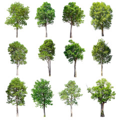 Set of isolated trees on white background.