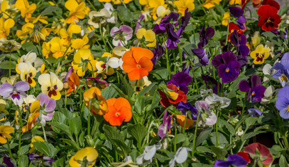 Central focus on winter pansies.