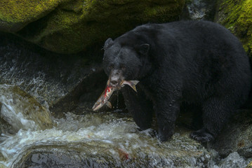 Obraz na płótnie Canvas Alaskan Black Bear Hunting Salmon in a River. An Alaskan black bear wades in a river to capture and eat a migrating salmon in a wilderness area of southeast Alaska, USA.