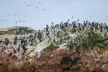 Visiting Ballestas Islands in Peru