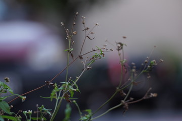 Verschiedene Pflanzen bilden Bewuchs am Straßenrand