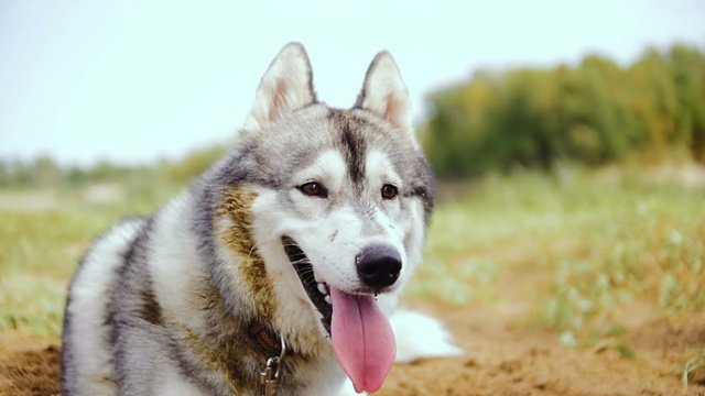 Hasky's dog lies on the lawn.
