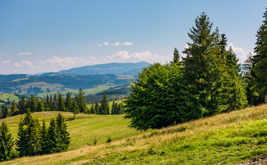 Fototapeta na wymiar spruce forest on rolling hills. gorgeous mountain landscape in fine summer weather under blue sky with cloud