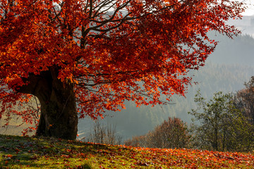 tree with red leaves on hillside with fallen leaves on grassy meadow. beautiful scenery on hazy autumnal morning in countryside